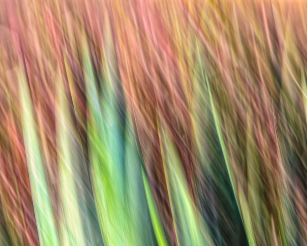 Tohono Chul Gardens, Tucson, AZ