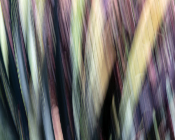 Tohono Chul Gardens, Tucson, AZ