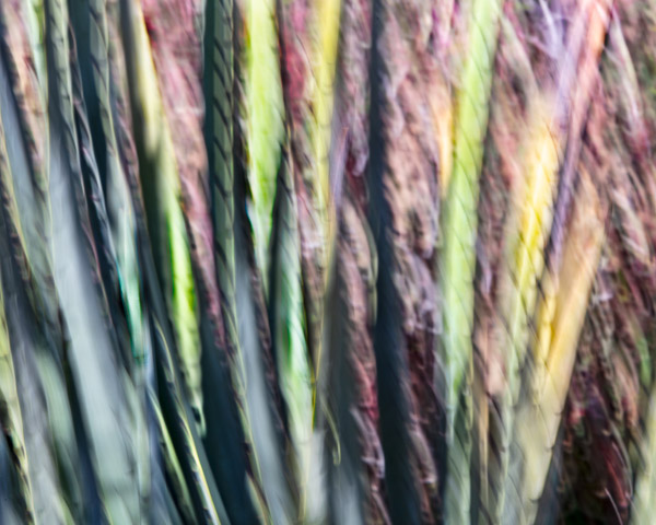 Tohono Chul Gardens, Tucson, AZ