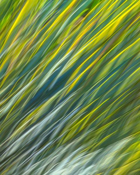 Tohono Chul Gardens, Tucson, AZ