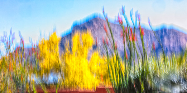 Tohono Chul Gardens, Tucson, AZ