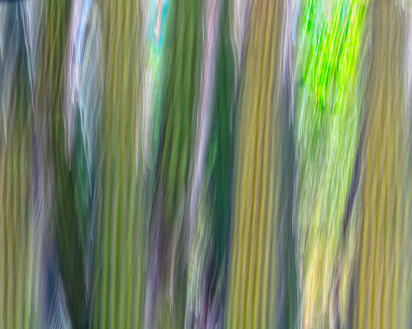 Tohono Chul Gardens, Tucson, AZ