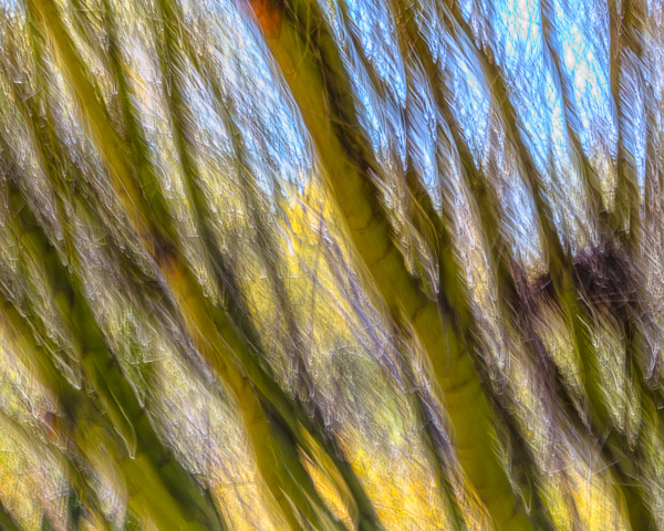 Tohono Chul Gardens, Tucson, AZ