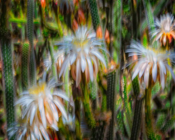 Tohono Chul Gardens, Tucson, AZ