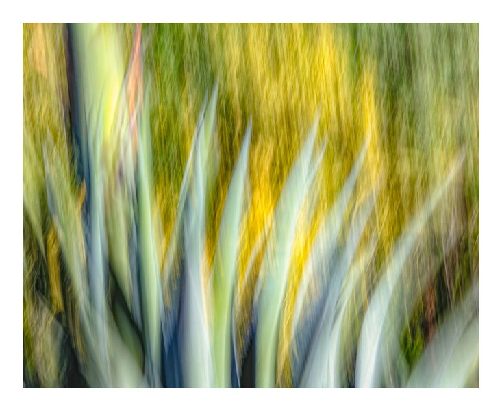 Desert Garden Abstract #1