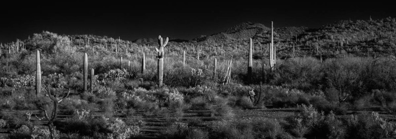 Organ Pipe Nation Monument, Arizona