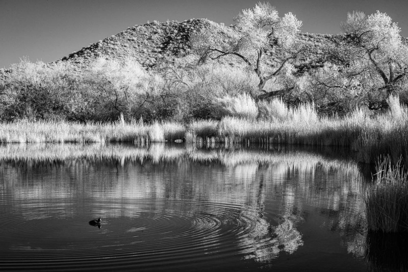 Organ Pipe Nation Monument, Arizona